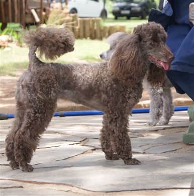 Poodle 2024 natural coat